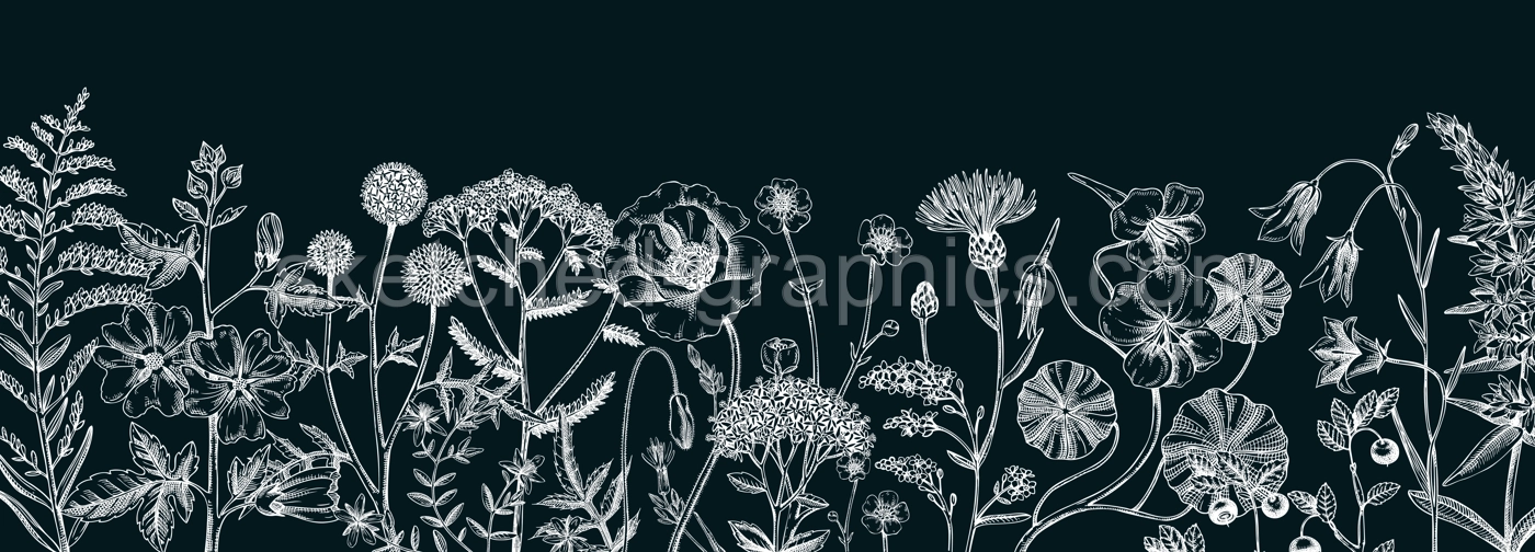 Summer background with field flowers in sketch style. Hand drawn wildflowers border on chalkboard. Herbs, meadows, flowering plants vector illustrations. Floral design for banner, packaging, print Illustration